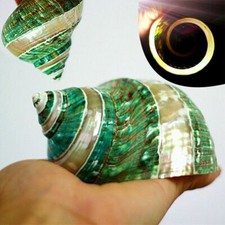 Natural Green Turban Shell
