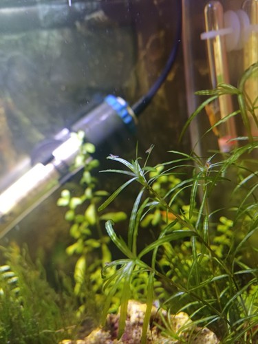 Snail free guppy - guppy, grass