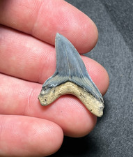 1.39" Investment Grade Alopias