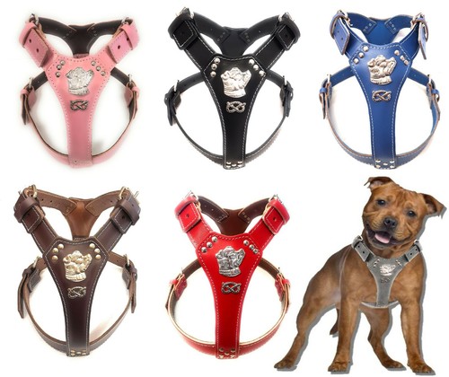 Staffy leather harness with - staffy,