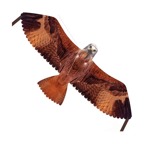 Brookite red kite bird prey - red,