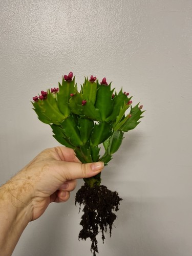 Christmas cactus - christmas, |