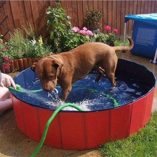 Large pet bath - bath, dog