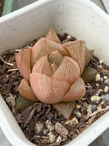 Haworthia peach gem - haworthia, 'peach