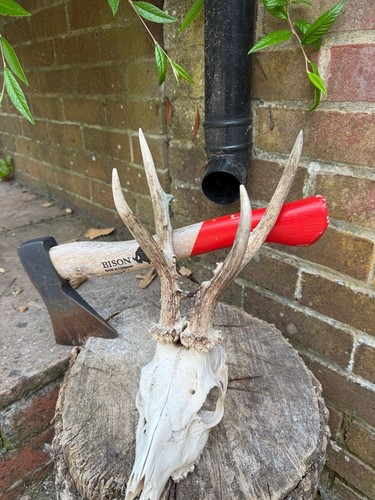 European roe deer skull with - roe,