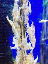 10 x Large White Mulberry &