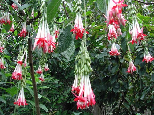 Fuchsia boliviana var alba - fuchsia,