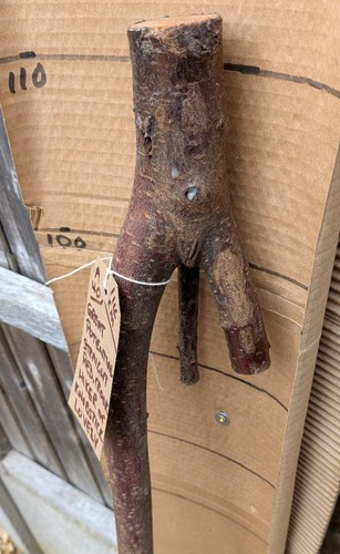 Blackthorn walking stick shank - blackthorn,