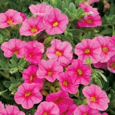 3  X  PINK   CALIBRACHOA