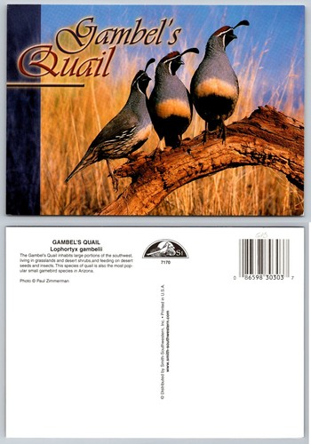 Gambel quail southwestern - gambel's,