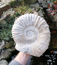 X Large Fossil Ammonite 5.9kg
