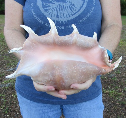 Inch giant spider - giant,