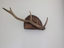 Vintage Deer Antlers Mounted