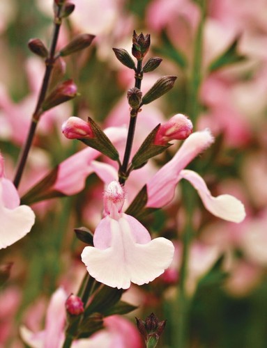 Salvia lara perennial - perennial, plant