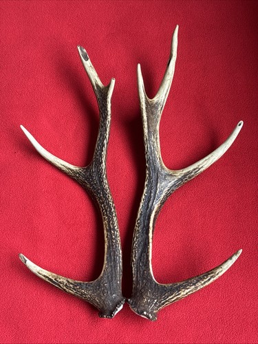Pair sika deer antlers - sika,