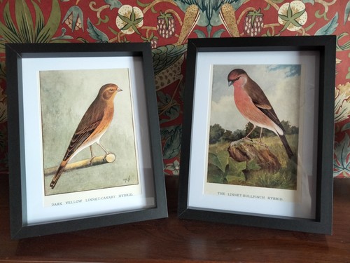 Framed pair linnet bullfinch - pair,