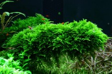 Java Moss Live Aquarium Aquatic Plants Carpet Shrimp Fry Tropical Fish Tank