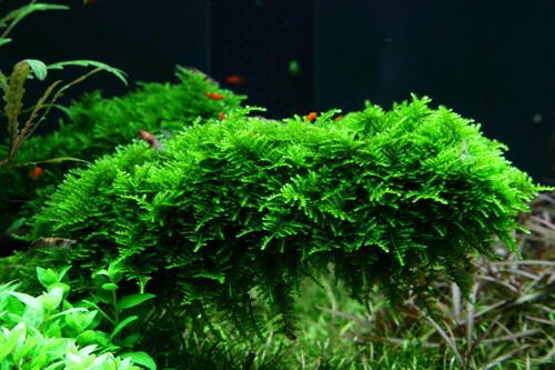 Java moss live aquarium - java,