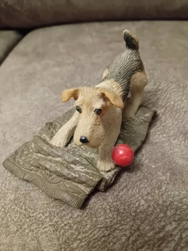 Wire haired fox terrier - haired, and