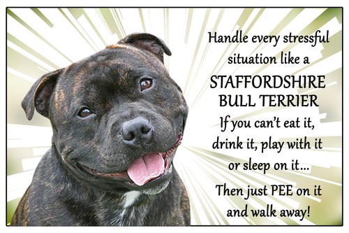 Staffordshire bull terrier - staffordshire,