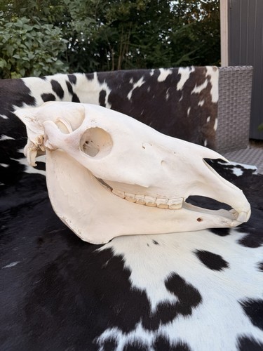 Taxidermy african common zebra - taxidermy,