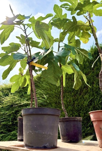 Dwarf fig tree pot - tree,