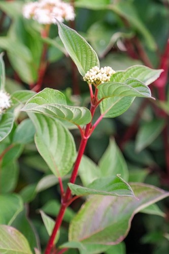 40cm cornus alba sibirica - alba,