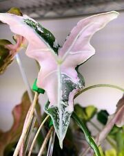 80001707 Alocasia Jacklyn Nobilis Pink Version Variegata 2 Seeds