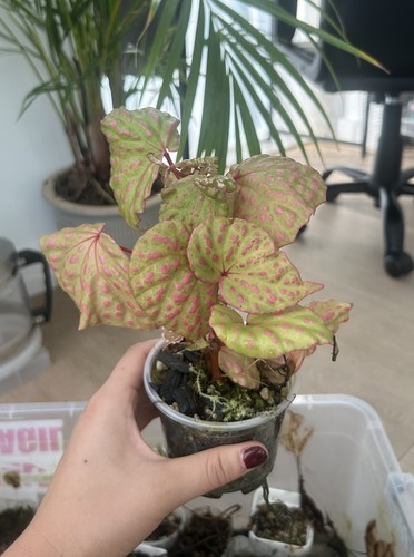Begonia roseopunctata leaf - begonia,