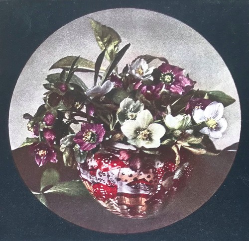 Rare flower study - 1908, from