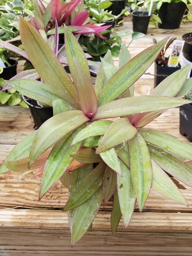 Cuts tradescantia spathacea - -tradescantia,