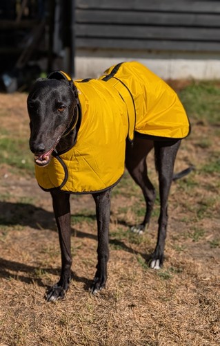 Greyhound warm winter coat