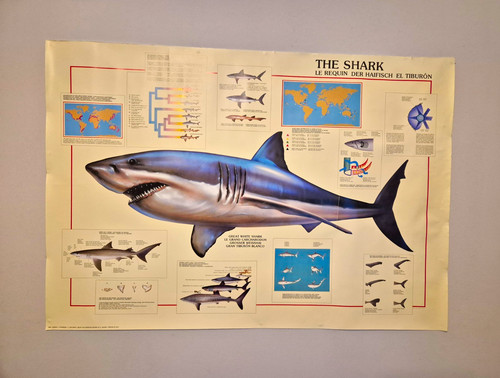 Vintage 1993 great - vintage, shark
