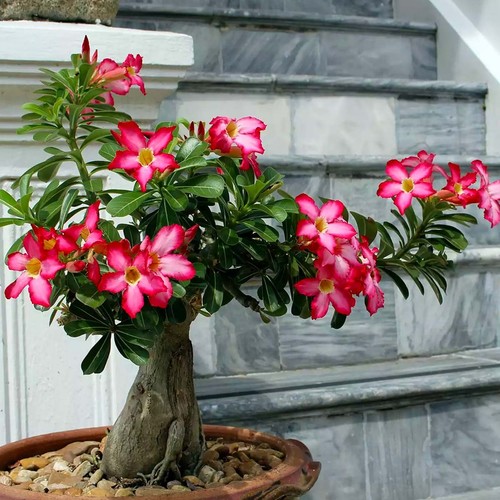 Adenium obesum seeds - obesum, –
