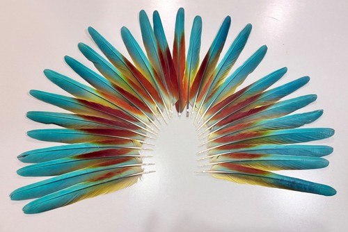 Parrot macaw feather crafts - parrot,