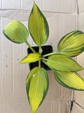 Hosta 'JUNE'.  Medium variety