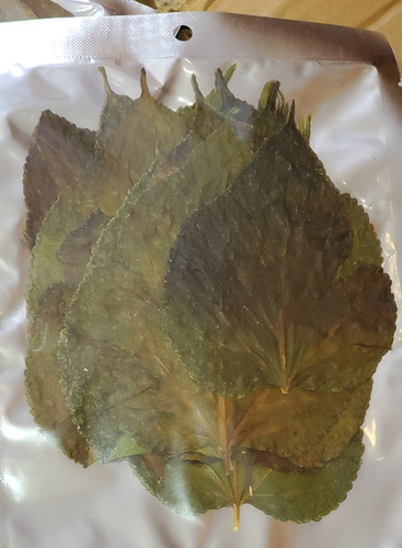 Mulberry leaves pack 20 - mulberry,