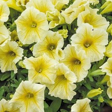 Petunia Trailing Surfinia
