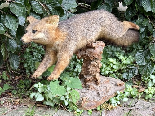 Vintage red fox leaping full - vintage,