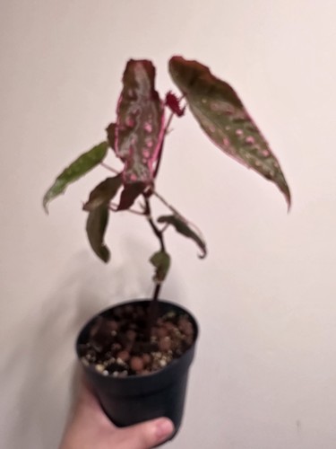 Rare begonia hybrid - begonia,