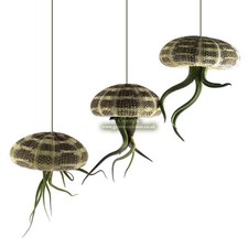 3 x Tillandsia Jellyfish Air Plants houseplants in Sea Urchins. The perfect gift