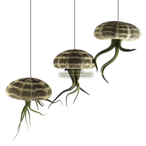 Tillandsia jellyfish air - 3, x
