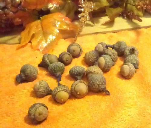 White acorns decorative oak - acorns, 20