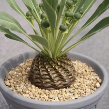 2-6CM Succulent Cactus Plant Euphorbia Bupleurifolia Ball Cactaceae Garden Plant