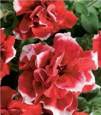 Flower - Petunia - Double Pirouette Red and White - 30 Pelleted Seeds