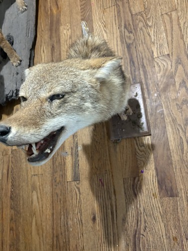Taxidermy coyote head mounted - taxidermy,