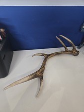 Large Red Deer style Stag
