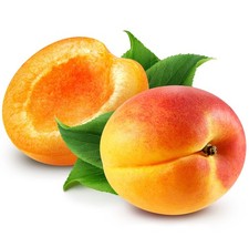 Fruit Trees - Apricot