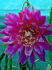 EPIPHYLLUM  TESTIMONIAL Esa