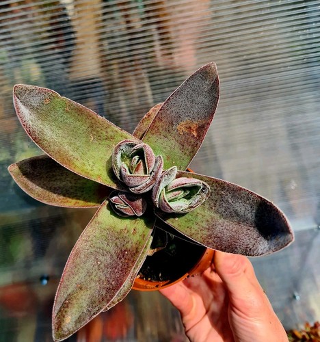 Crassula garnet lotus - crassula,